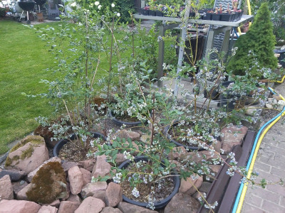 Heidelbeeren Überbehang.jpg