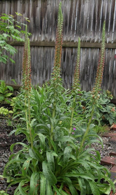 Digitalis parviflora 29.06.20.JPG