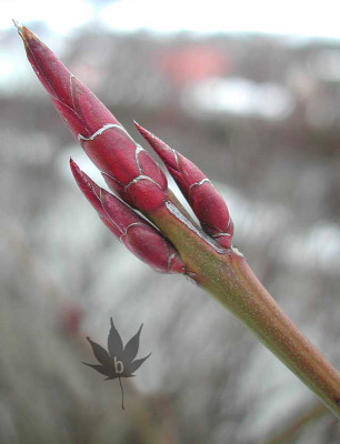 euonymus_planipes_knosp1.jpg