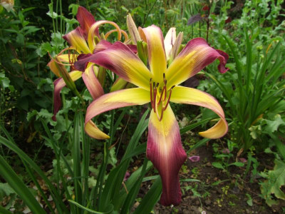 2020_0331EndeJunirothemsrosen0071.JPG