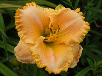 2020_0331EndeJunirothemsrosen0075.JPG