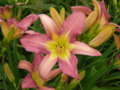 2020_0331EndeJunirothemsrosen0077.JPG