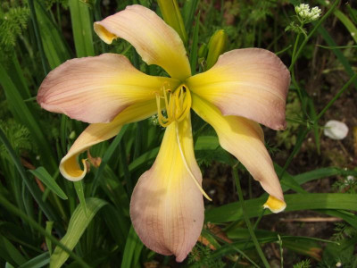 2020_0331EndeJunirothemsrosen0051.JPG