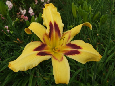 2020_0331EndeJunirothemsrosen0084.JPG