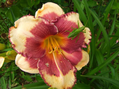 2020_0331EndeJunirothemsrosen0134.JPG