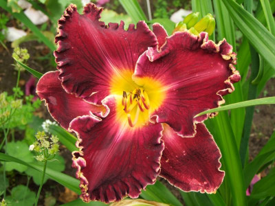 2020_0331EndeJunirothemsrosen0146.JPG