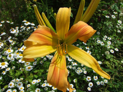 2020_0331EndeJunirothemsrosen0150.JPG