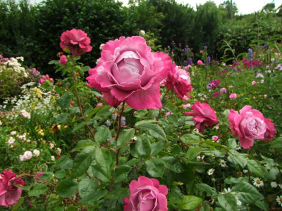 2020_0331EndeJunirothemsrosen0138.JPG