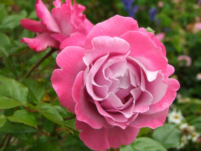 2020_0331EndeJunirothemsrosen0140.JPG