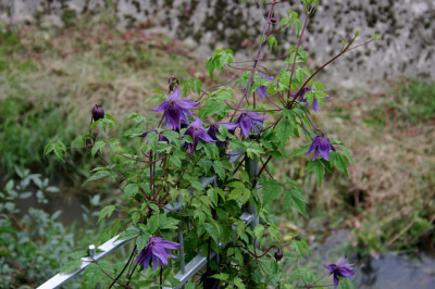 Cl.fauriei_campanulina_plena0307.jpg