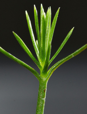 dacrydium-guillauminii.jpg