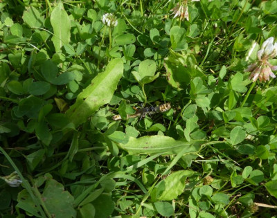 Schlupfwespe 1 200628.jpg