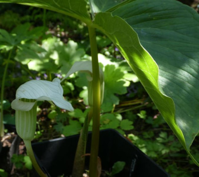 Arisaema candidissium 200629 k.jpg