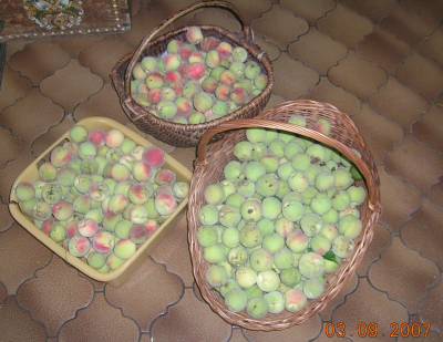 DSCN4160_kl.jpg