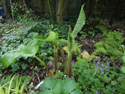 Arisaema fargesii 200629 k.jpg