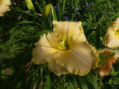 Hemerocallis 'Vollmondlicht' 200629 k.jpg