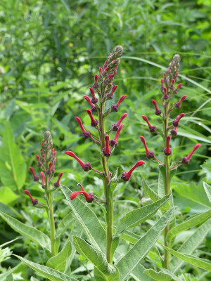 2020-06-29 Lobelia tupa.jpg
