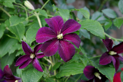 Cl.vit.Signe01007.jpg