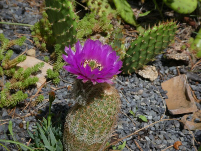 Echinocereus reichenbachii 200629 k.jpg