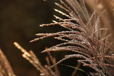 a_miscanthus_sug_01.jpg