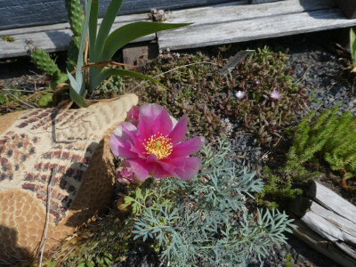 Opuntie pink k.jpg