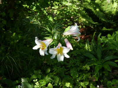 Lilium regale 200627 k.jpg