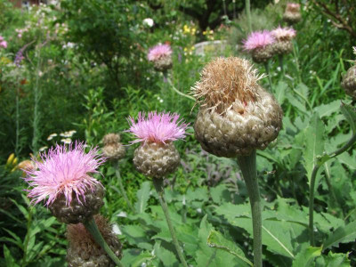 2020_0331EndeJunirothemsrosen0059.JPG