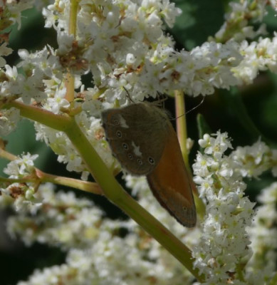 vllt. Coenonympha arcania 200628 k.jpg