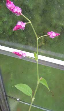 Polygonum9.jpg