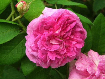 2020_0331EndeJunirothemsrosen0004.JPG