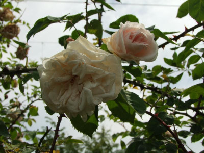 2020_0331EndeJunirothemsrosen0037.JPG