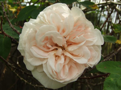 2020_0331EndeJunirothemsrosen0042.JPG