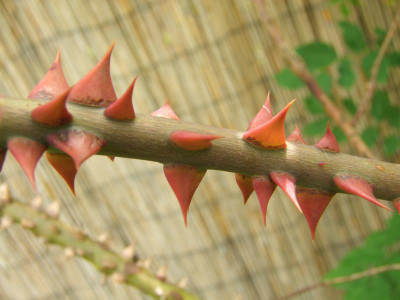 2020_0331EndeJunirothemsrosen0047.JPG