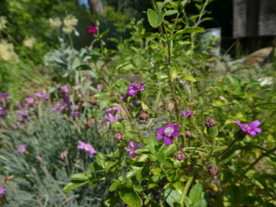 Senecio polyodon 200626.jpg