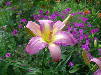 IMGP7847.JPG