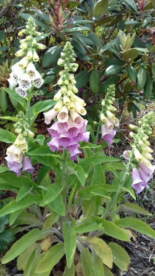 20200610_Digitalis.jpg