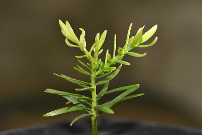 retrophyllum-minus.jpg
