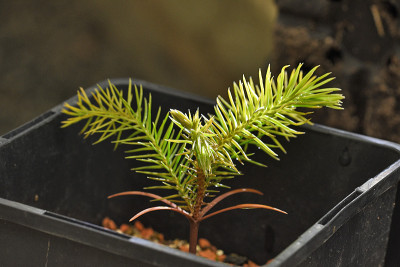 Araucaria-muelleri.jpg