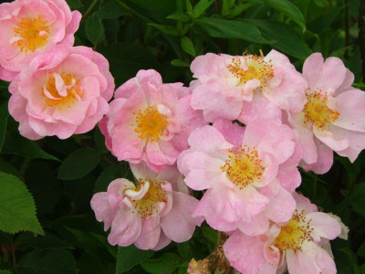 2020_0331EndeJunirothemsrosen0126.JPG