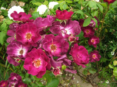 2020_0331EndeJunirothemsrosen0079.JPG