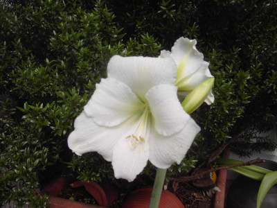 PICT2978.JPG