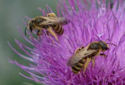 Distel 2020-06-30.jpg