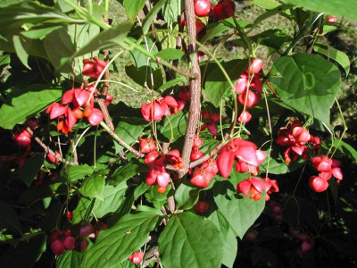 euonymus_planipes_3.jpg