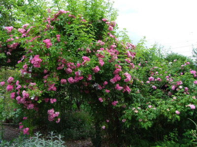 2020_0331EndeJunirothemsrosen0153.JPG
