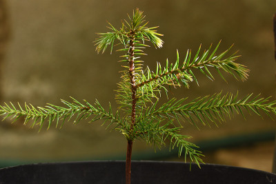 Araucaria-nemorosa.jpg
