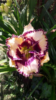 IMG-20200629-WA0004.jpeg