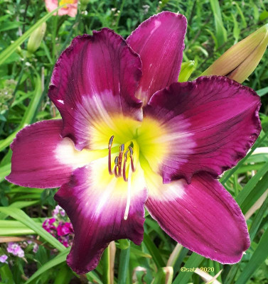 Purple Kaboom 2020.jpg