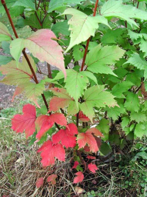 viburnum_sargentii_onon_8.jpg