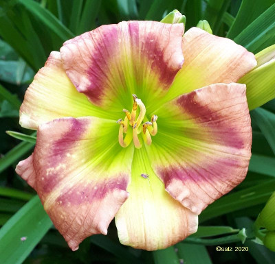 Green Rainbow 2020.jpg