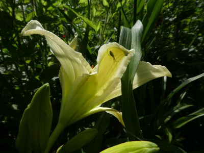 Hemerocallis 'Ice Carnival' 200630 1.JPG